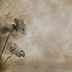 ������-ԭ�����Ʊڮ� CG-NDC5169